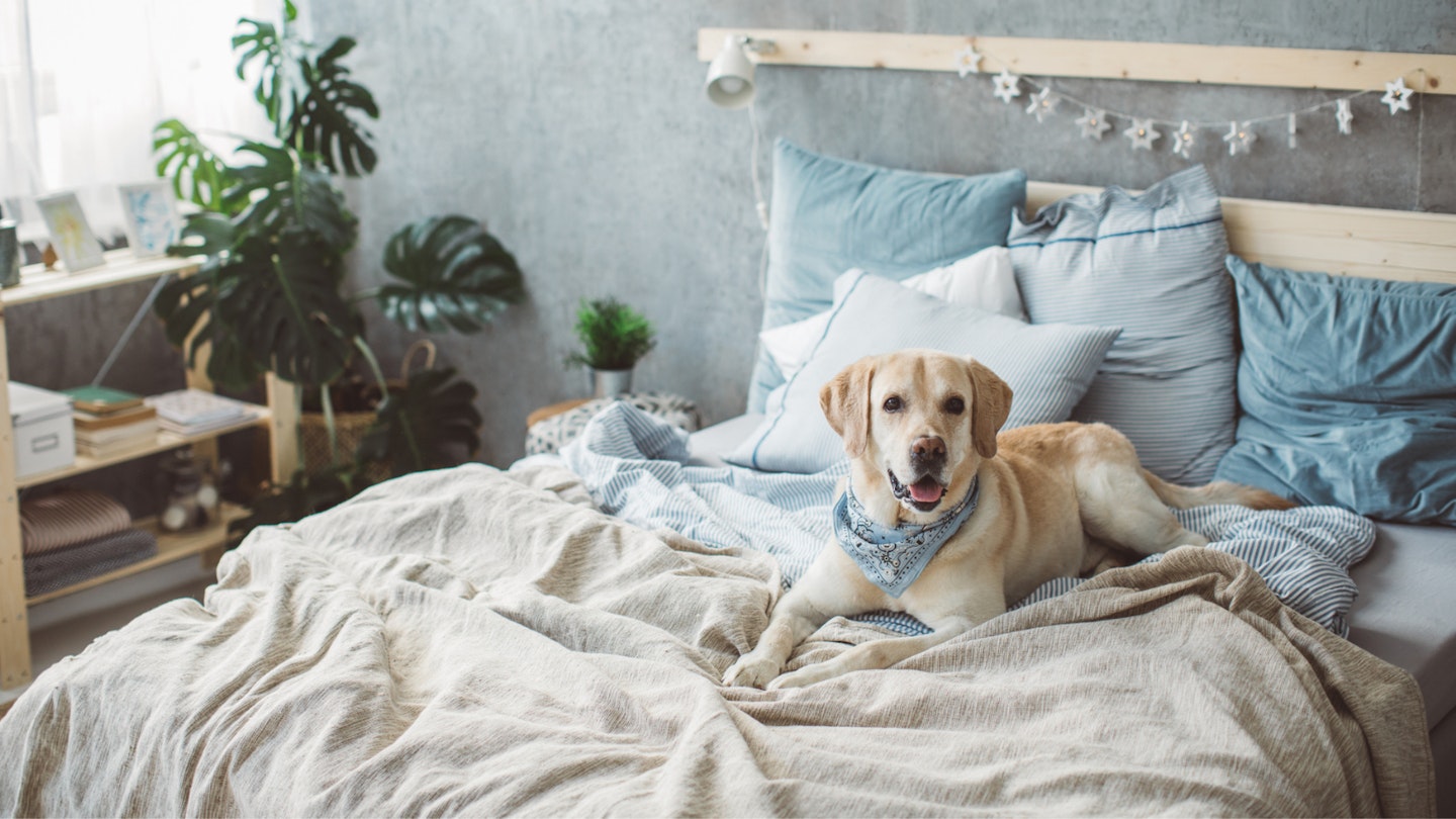 Hair resistant dog blanket hotsell